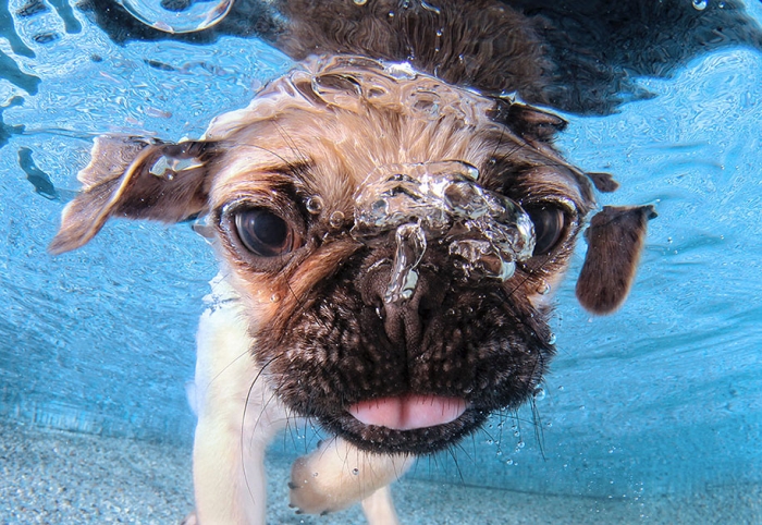 underwater-puppy-animal-photography-seth-casteel-4