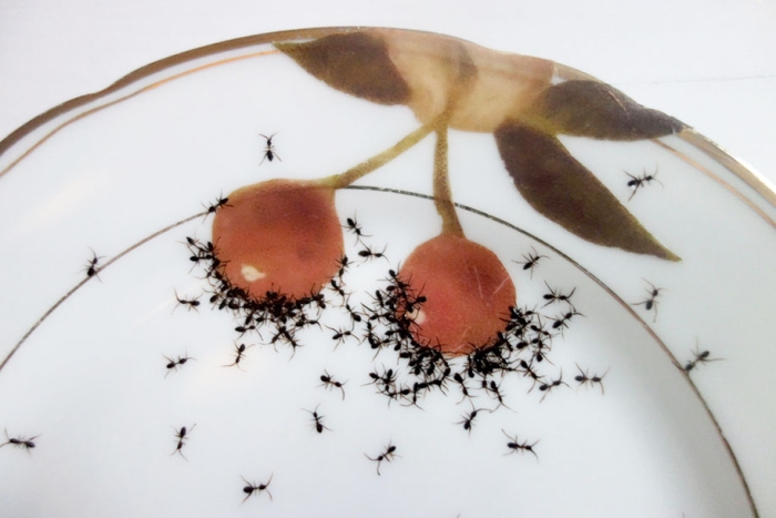 ant-ceramics-vintage-porcelain-evelyn-bracklow-11