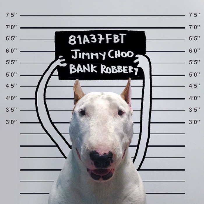 jimmy-choo-bull-terrier-interactive-illustrations-rafael-mantesso-4