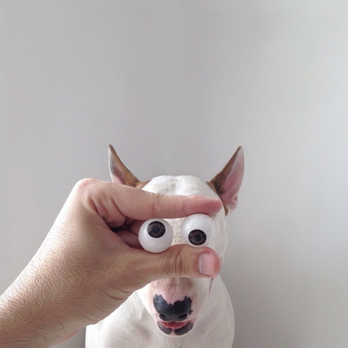 jimmy-choo-bull-terrier-interactive-illustrations-rafael-mantesso-9