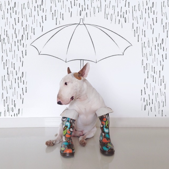 jimmy-choo-bull-terrier-interactive-illustrations-rafael-mantesso-10
