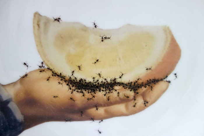 ant-ceramics-vintage-porcelain-evelyn-bracklow-5