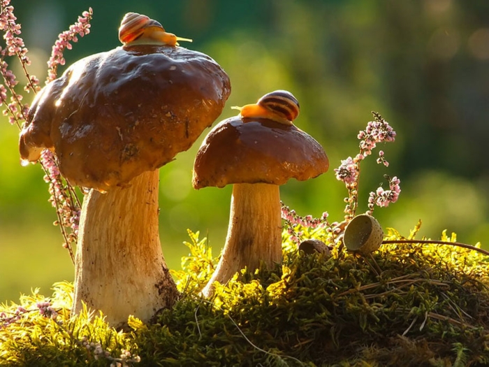 mushroom-nature-macro-photography-vyacheslav-mishchenko-26