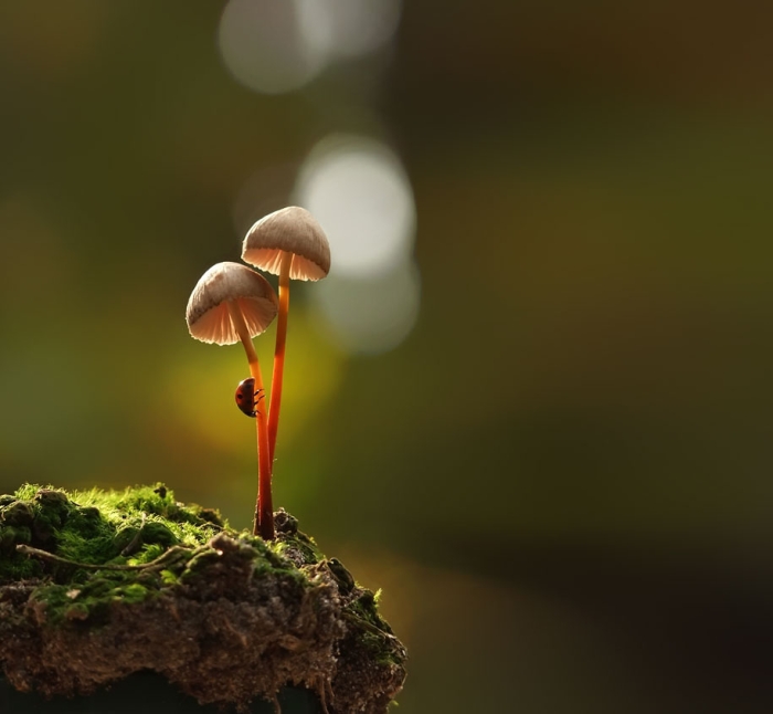 mushroom-nature-macro-photography-vyacheslav-mishchenko-2