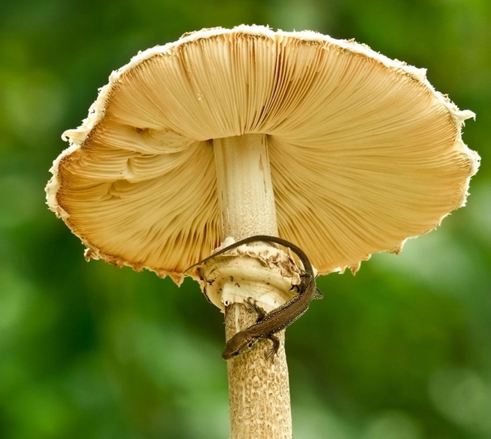 mushroom-nature-macro-photography-vyacheslav-mishchenko-3