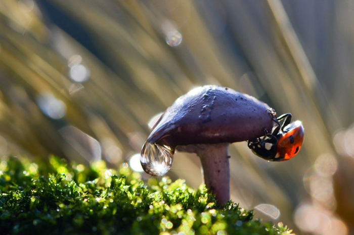 mushroom-nature-macro-photography-vyacheslav-mishchenko-4