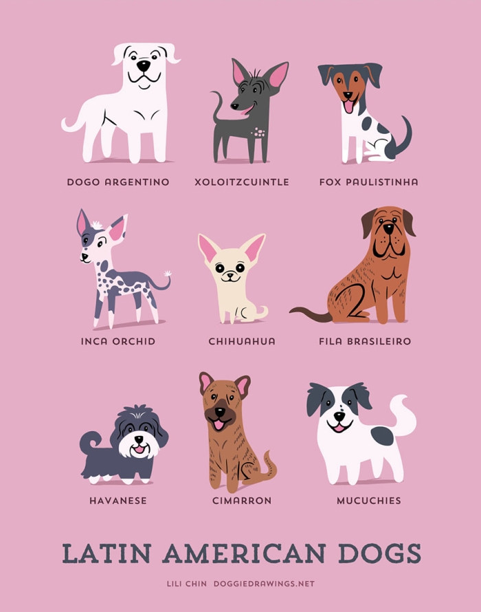 dogs-of-the-world-breeds-posters-lili-chin-5