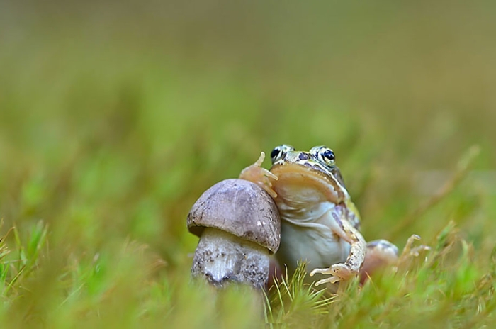 mushroom-nature-macro-photography-vyacheslav-mishchenko-5