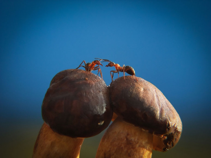 mushroom-nature-macro-photography-vyacheslav-mishchenko-6