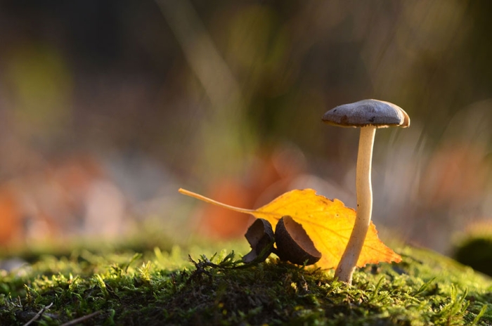 mushroom-nature-macro-photography-vyacheslav-mishchenko-7
