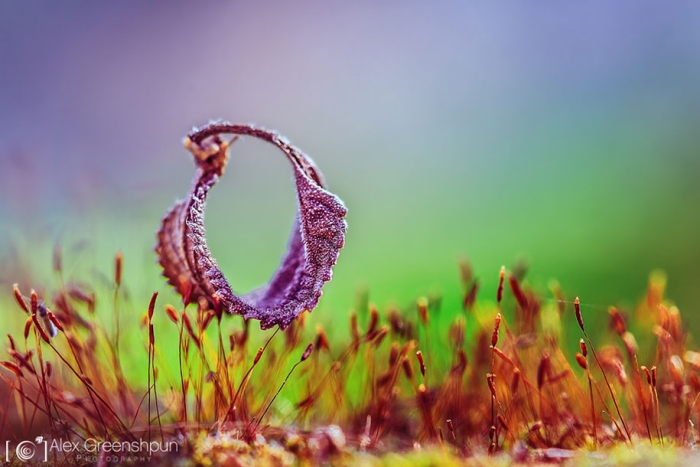 fall-nature-photography-autumn-colors-alex-greenshpun-16
