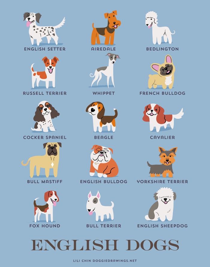 dogs-of-the-world-breeds-posters-lili-chin-8