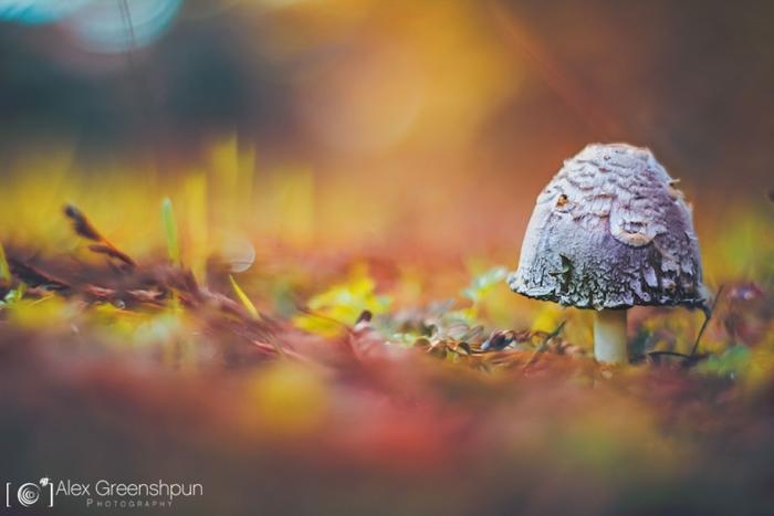 fall-nature-photography-autumn-colors-alex-greenshpun-2