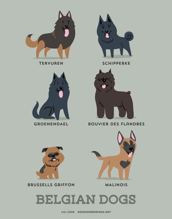 dogs-of-the-world-breeds-posters-lili-chin-10