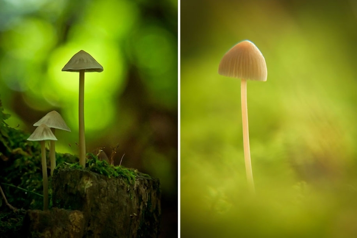 mushroom-nature-macro-photography-vyacheslav-mishchenko-9