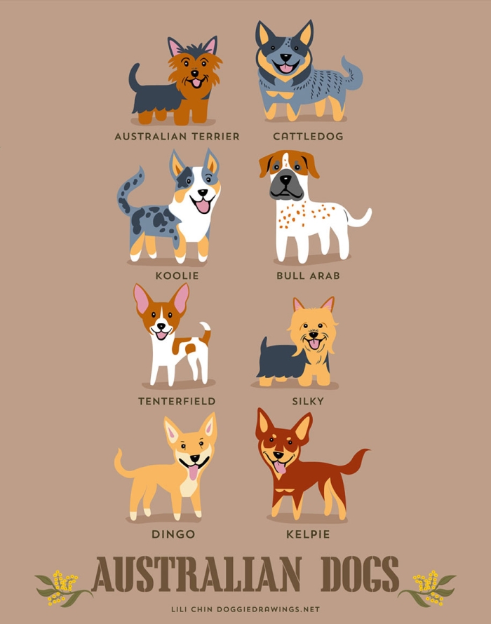 dogs-of-the-world-breeds-posters-lili-chin-11