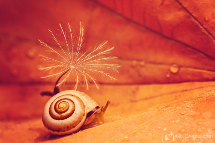 fall-nature-photography-autumn-colors-alex-greenshpun-4