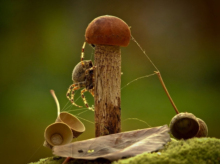 mushroom-nature-macro-photography-vyacheslav-mishchenko-10