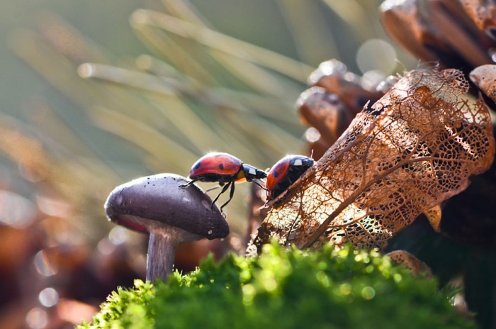 mushroom-nature-macro-photography-vyacheslav-mishchenko-11