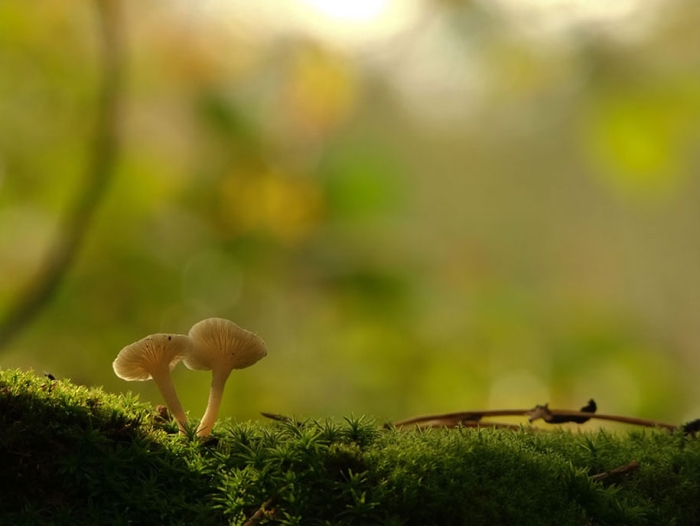 mushroom-nature-macro-photography-vyacheslav-mishchenko-12