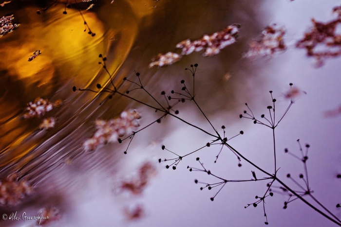 fall-nature-photography-autumn-colors-alex-greenshpun-6