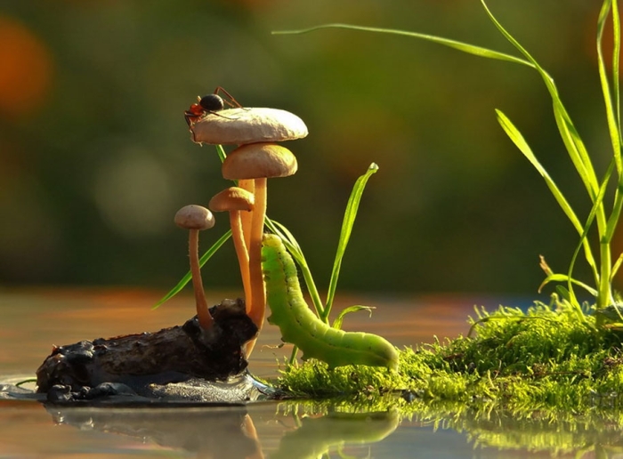 mushroom-nature-macro-photography-vyacheslav-mishchenko-13