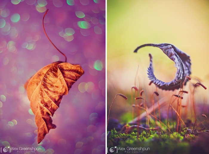 fall-nature-photography-autumn-colors-alex-greenshpun-7