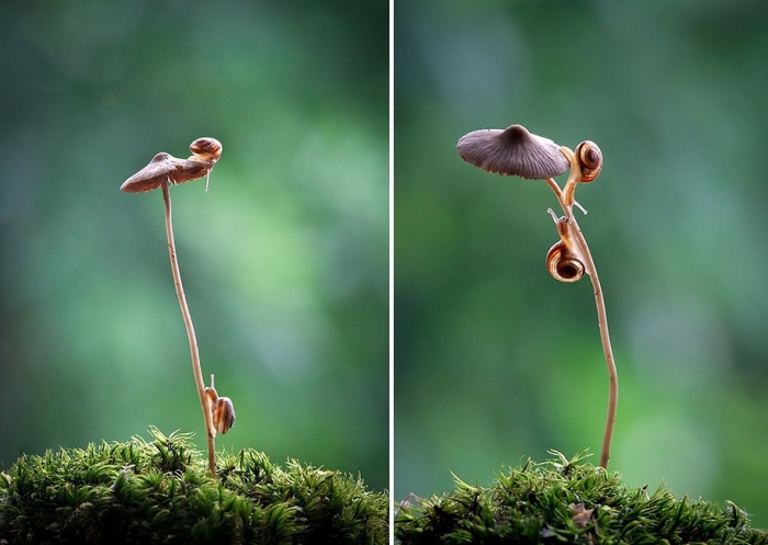 mushroom-nature-macro-photography-vyacheslav-mishchenko-14