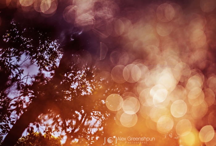 fall-nature-photography-autumn-colors-alex-greenshpun-8