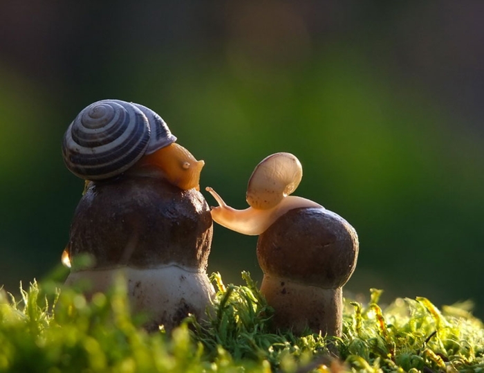 mushroom-nature-macro-photography-vyacheslav-mishchenko-15