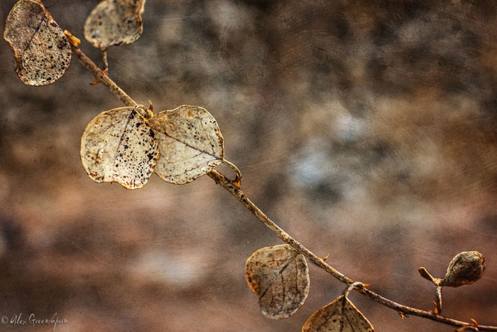 fall-nature-photography-autumn-colors-alex-greenshpun-9