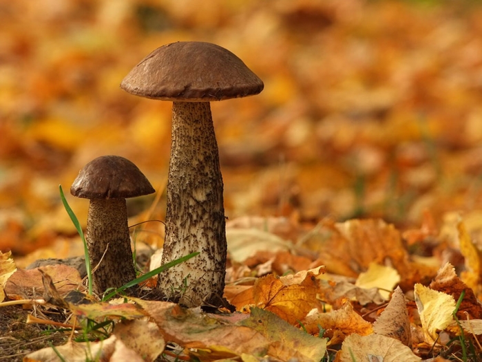 mushroom-nature-macro-photography-vyacheslav-mishchenko-16