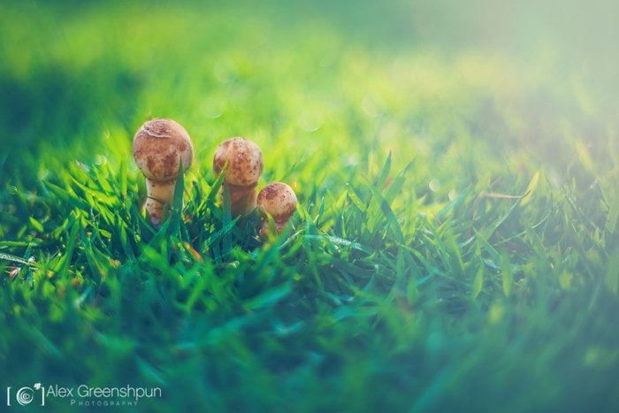 fall-nature-photography-autumn-colors-alex-greenshpun-10