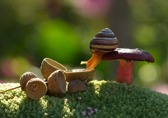 mushroom-nature-macro-photography-vyacheslav-mishchenko-17