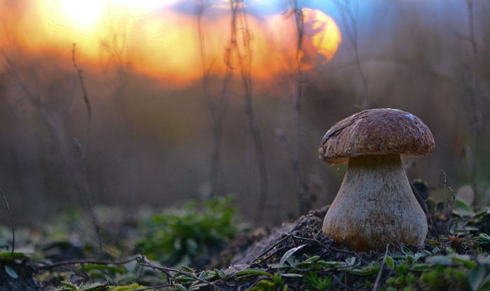 mushroom-nature-macro-photography-vyacheslav-mishchenko-18