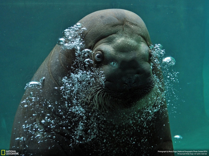 national-geographic-photo-contest-2014-entries-26