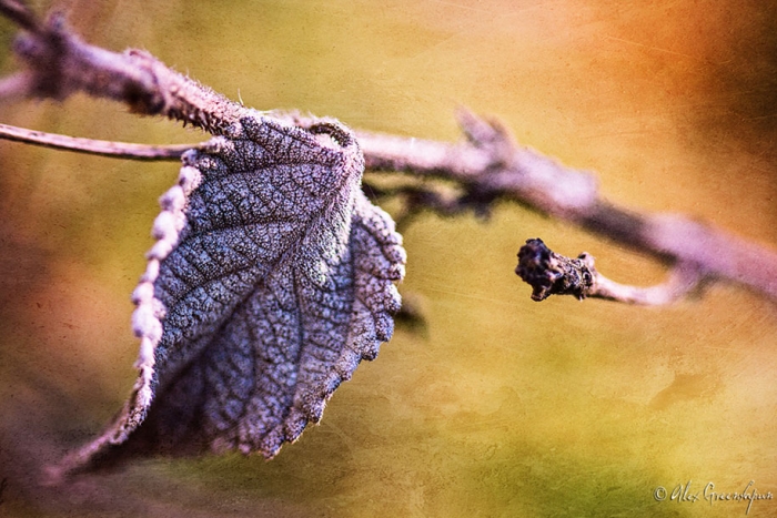 fall-nature-photography-autumn-colors-alex-greenshpun-12