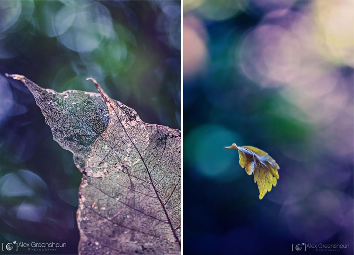 fall-nature-photography-autumn-colors-alex-greenshpun-13