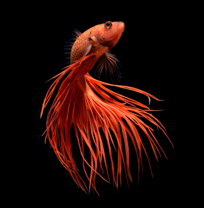 siamese-fighting-fish-photography-visarute-angkatavanich-25