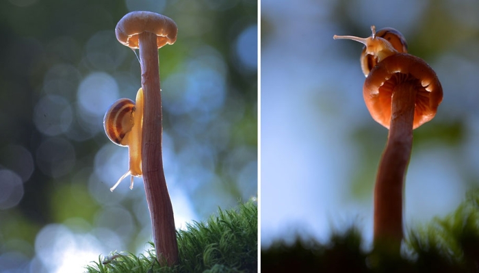 mushroom-nature-macro-photography-vyacheslav-mishchenko-19