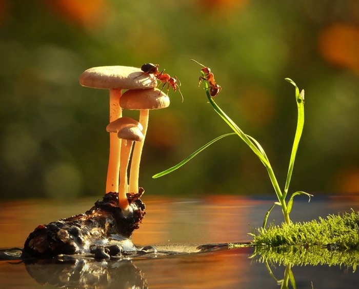 mushroom-nature-macro-photography-vyacheslav-mishchenko-20