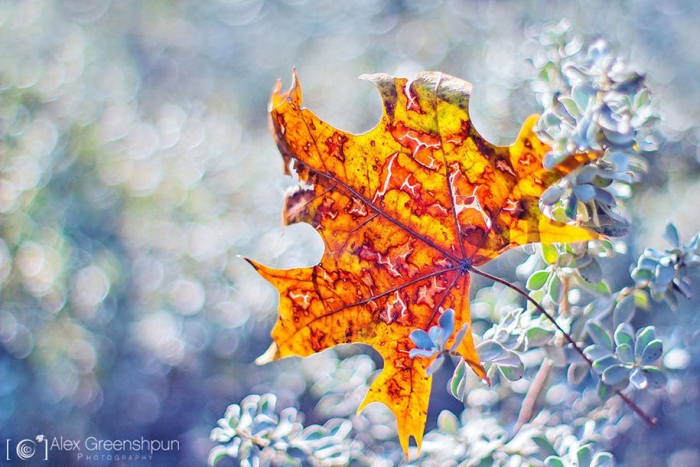 fall-nature-photography-autumn-colors-alex-greenshpun-14
