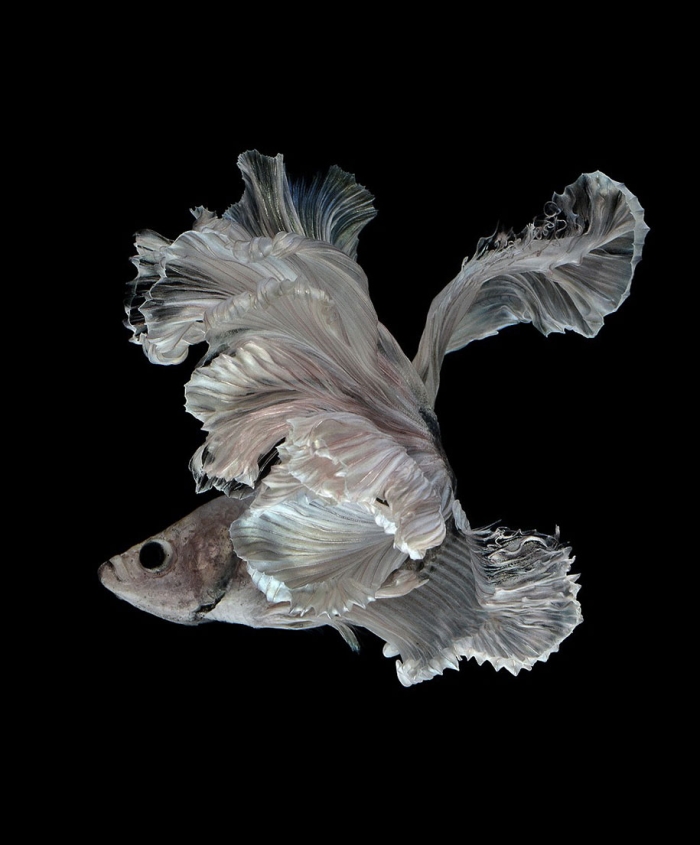 siamese-fighting-fish-photography-visarute-angkatavanich-26