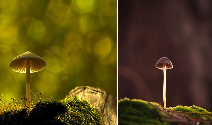 mushroom-nature-macro-photography-vyacheslav-mishchenko-21