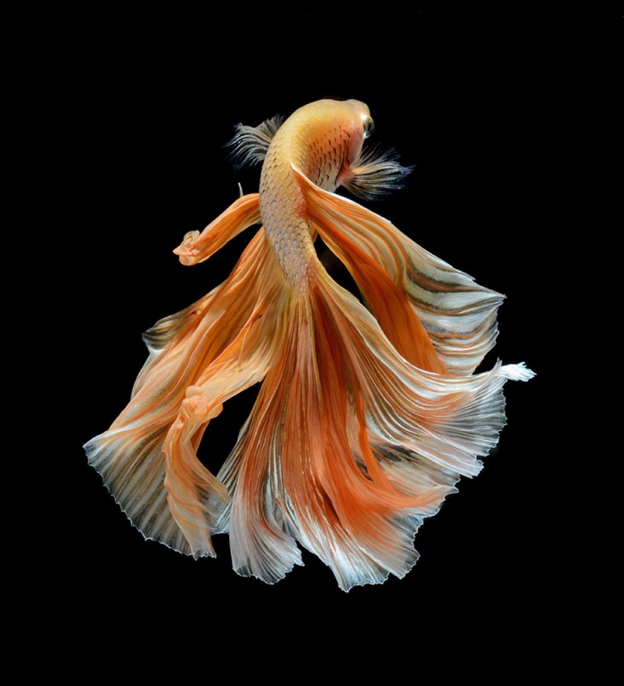 siamese-fighting-fish-photography-visarute-angkatavanich-27