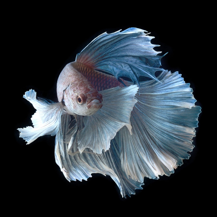 siamese-fighting-fish-photography-visarute-angkatavanich-28