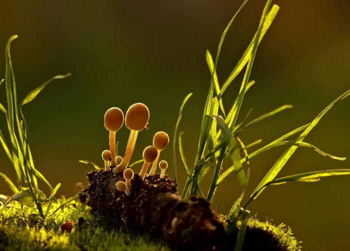 mushroom-nature-macro-photography-vyacheslav-mishchenko-22