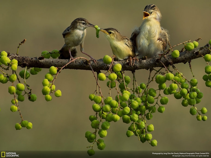 national-geographic-photo-contest-2014-entries-29