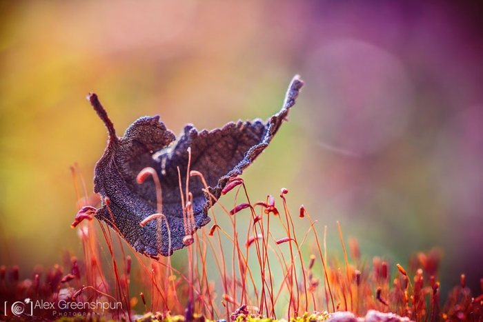 fall-nature-photography-autumn-colors-alex-greenshpun-1