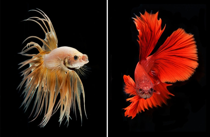 siamese-fighting-fish-photography-visarute-angkatavanich-16